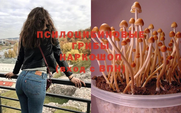 apvp Алзамай